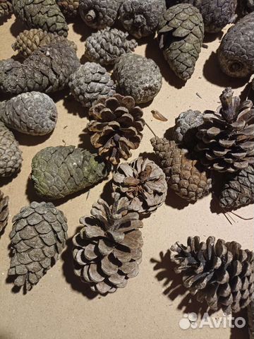 Шишка сосновая крымская