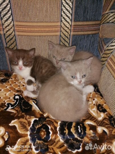 Британские котята