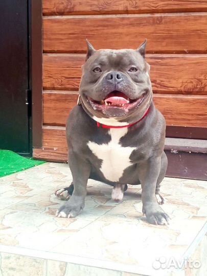 Американский булли покет