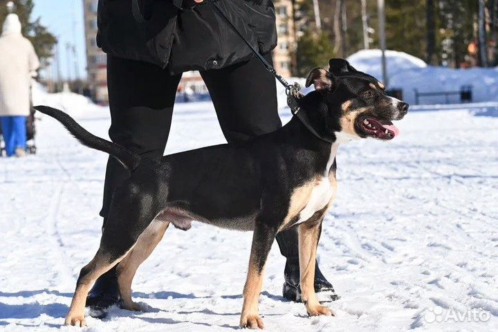 Стаффордширский терьер