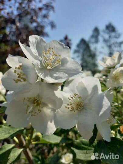 Жасмин пестролистный