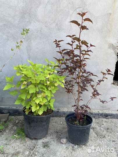 Пузыреплодник желый, красный