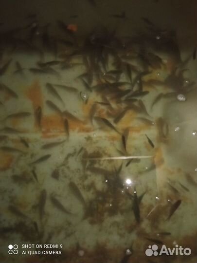 Живец карась от 30 шт по 15, до 30 шт по 20