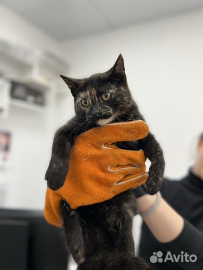 Котята-девочки