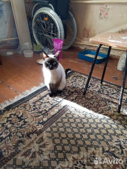 Кошки в добрые руки