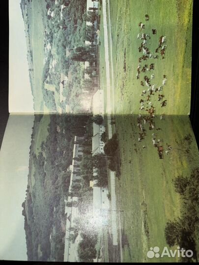 «Арабские лошади на Ставрополье»