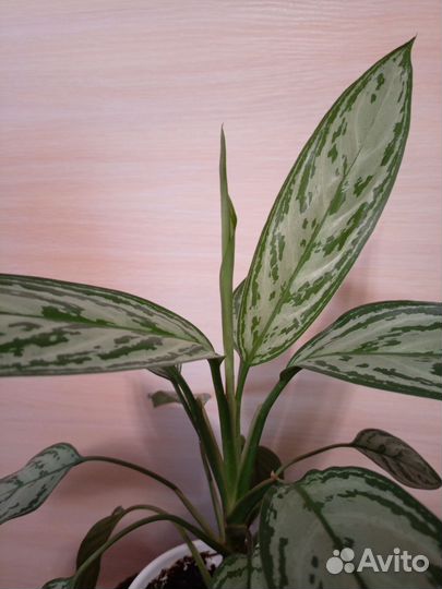 Калатея зебрина