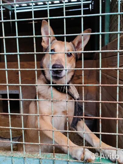 Красавчик Хьюго - большие ухи. Приют Некрасовка