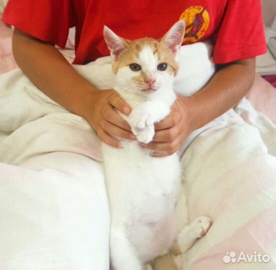 Котёнок Коржик в дар