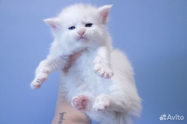 Мейн-кун котик белый солид.Резервирование