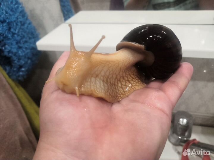 Улитки ахатины