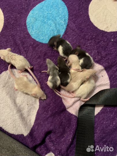 Крыски дамбо