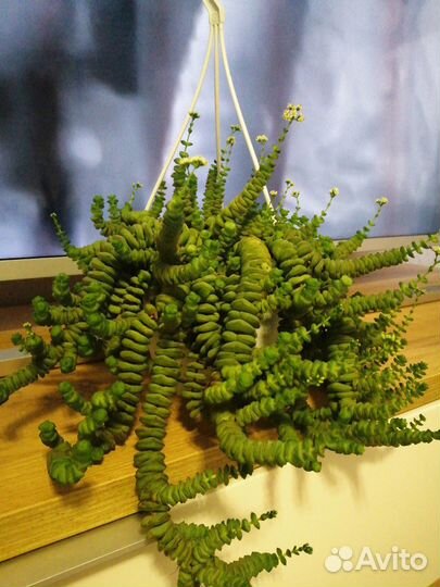 Крассула хоттентот