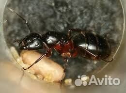 Camponotus herculeanus Красногрудый муравей-древот