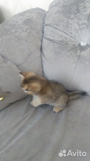 Шотландский котёнок