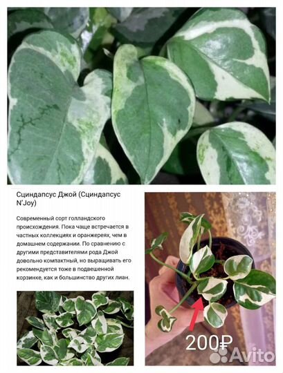 Сциндапсус, эпипремнум