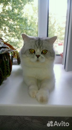 Вязка с британским котом