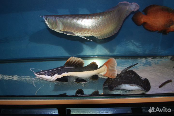 Аквариум 450 литров