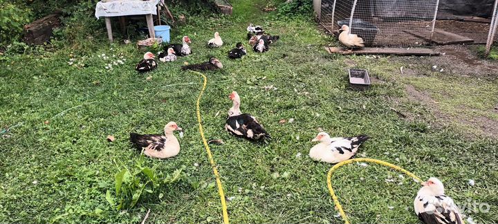 Утки мускусные