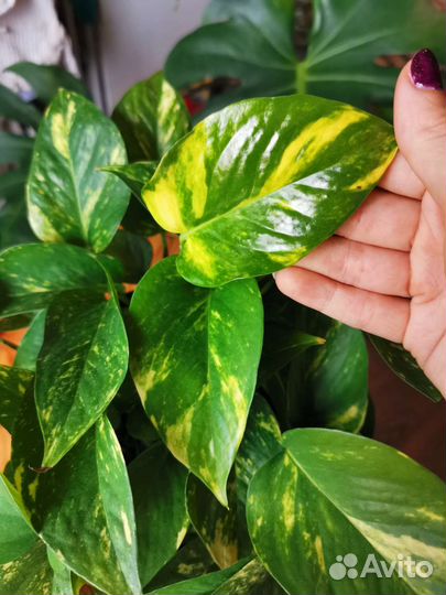 Сциндапсус эпипремнум