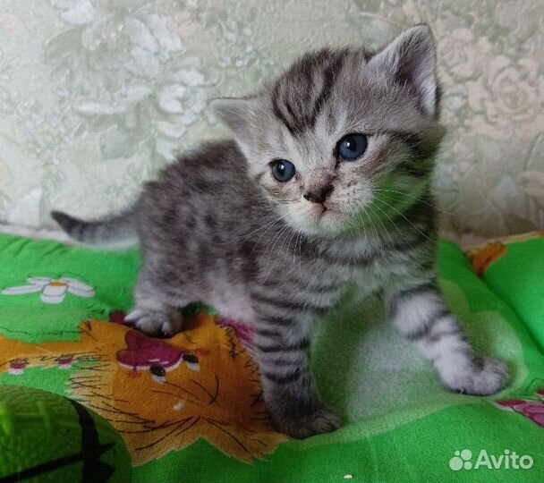 Котенок девочка британка в добрые руки