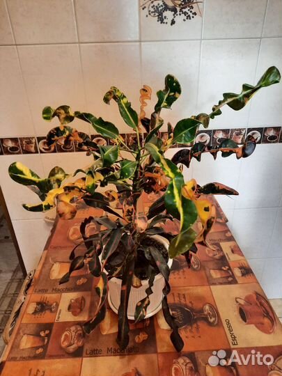 Кротоны редкие