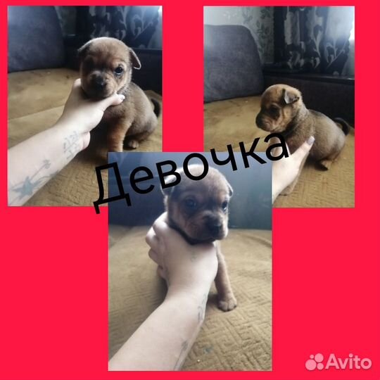 Помесь шарпея и дворняжки