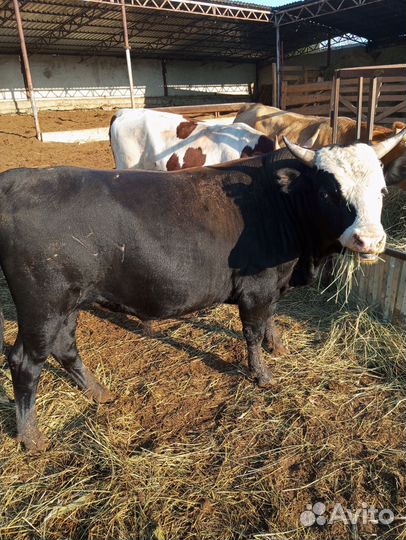 Быки герефорды и симменталы