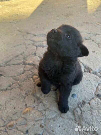 Щенок в добрые руки