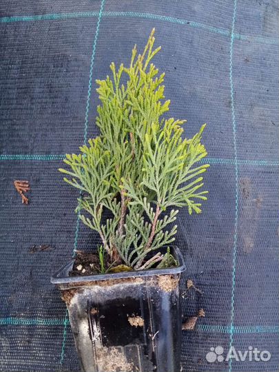 Укорененные черенки туи, можжевельник