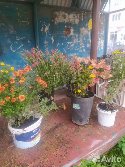 Хризантемы многолетние