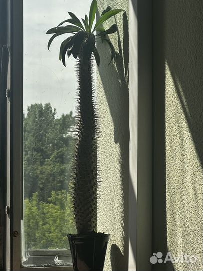 Комнатные растения цветы большие