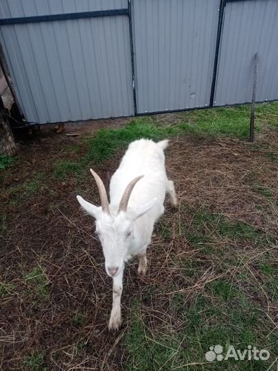 Коза и козёл