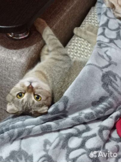 Шотландская вислоухая кошечка