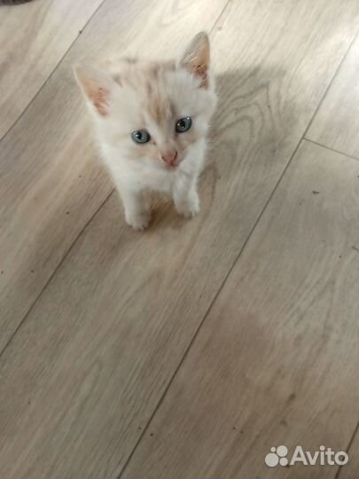 Отдам в добрые руки котят