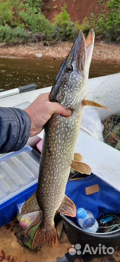 Щука свежая, с Ханты мансийского ао