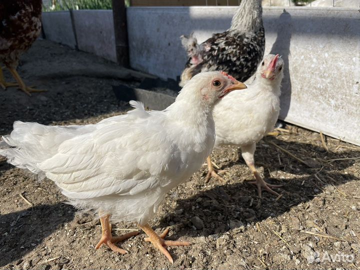 Цесарки, Гуси, Куры и Петухи