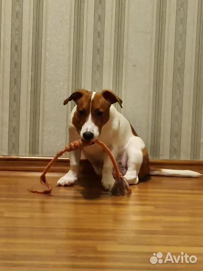 Джек рассел