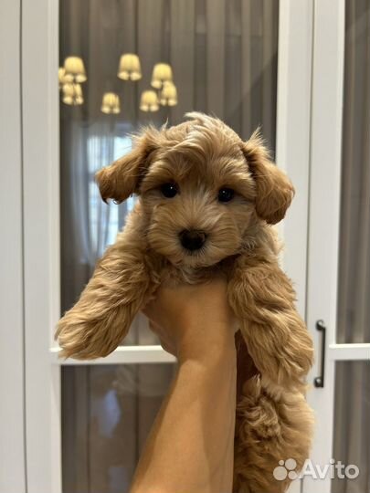 Мальтипу f1 мини и стандарт