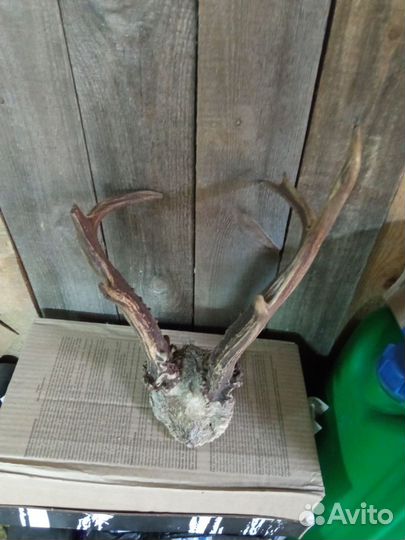 Рога косули