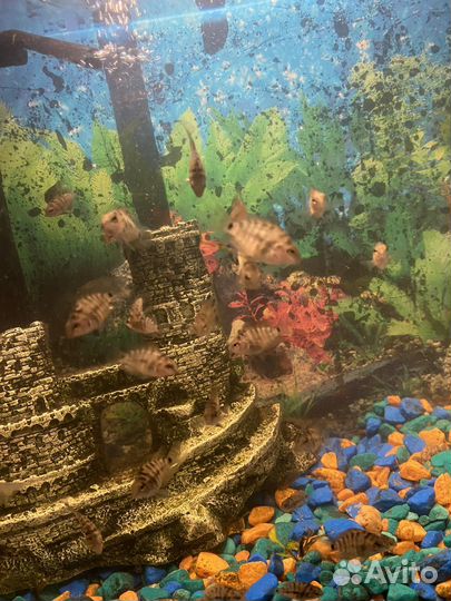 Аквариумные рыбки цихлиды