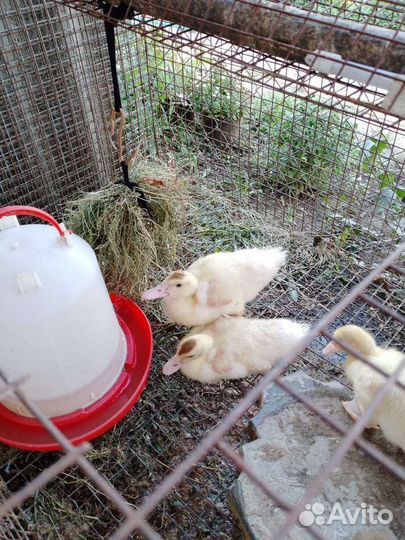 Индоутята белые