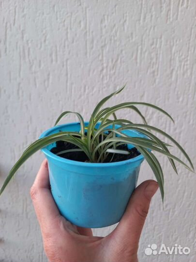 Хлорофитум кудрявый (Бонни)