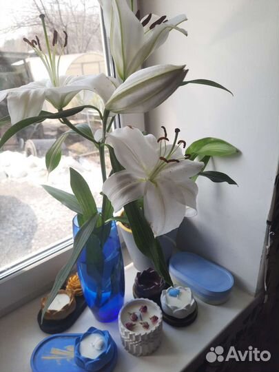 Ботаническая свеча