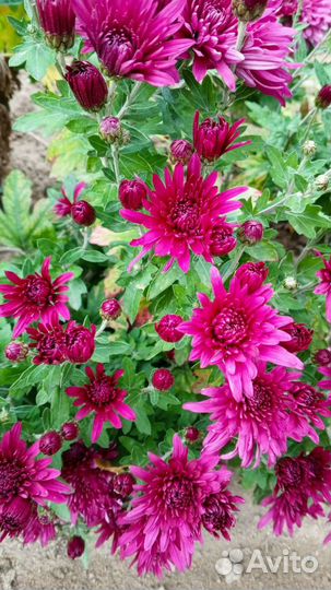 Хризантемы корейские, хорошая ветка с побегами