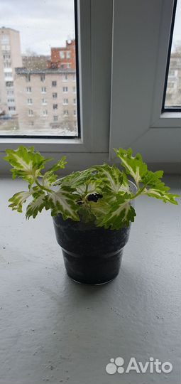 Колеус,герань красная,розовая розебудная,бегония