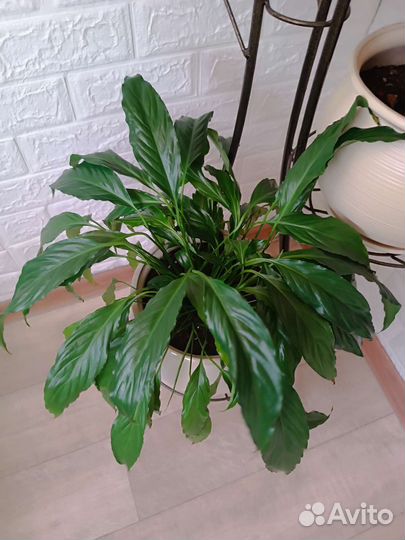 Спатифиллум