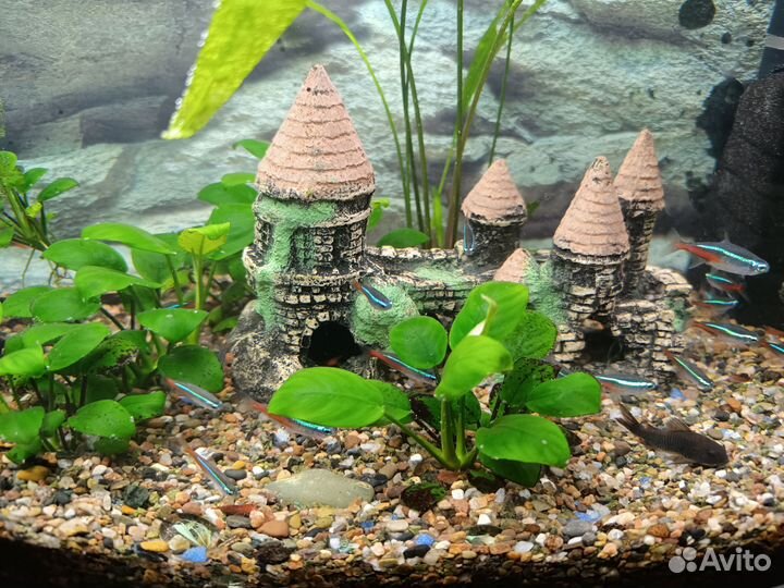 Аквариум, террариум, рыбки, креветки