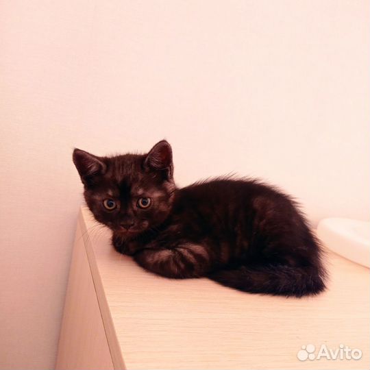 Котики в добрые руки