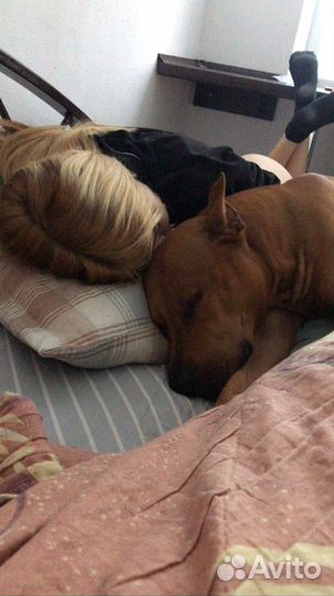 Питбуль ищет девочку возраст 5 лет